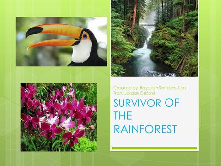 Created by: Bayleigh Sanders, Tien Tran, Jordan Deford SURVIVOR OF THE RAINFOREST.