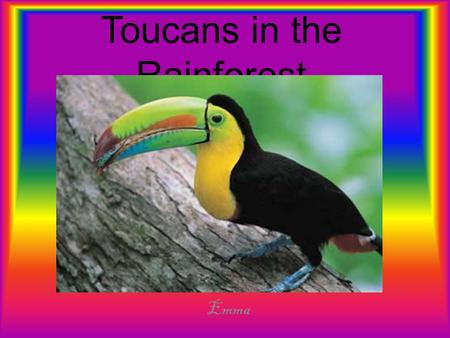 Toucans in the Rainforest