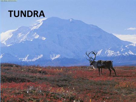 TUNDRA. TUNDRA TEMPERATURE Very Cold TUNDRA PRECIPITATION very little.