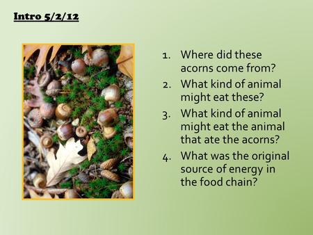 1.Where did these acorns come from? 2.What kind of animal might eat these? 3.What kind of animal might eat the animal that ate the acorns? 4.What was.