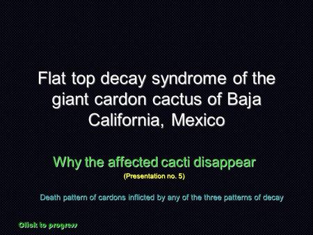 Flat top decay syndrome of the giant cardon cactus of Baja California, Mexico Why the affected cacti disappear (Presentation no. 5) Death pattern of cardons.