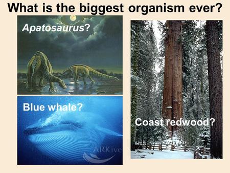 What is the biggest organism ever?