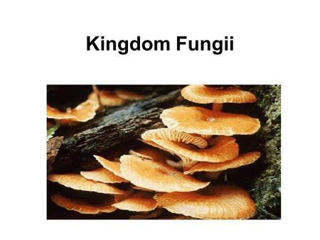 Kingdom Fungii.