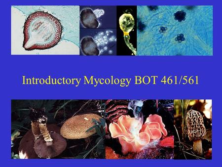 Introductory Mycology BOT 461/561. What are fungi? Eukaryotic, spore-bearing, heterotrophic organisms that produce extracellular enzymes and absorb their.