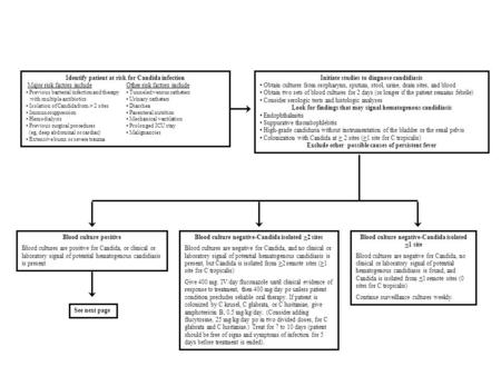 Identify patient at risk for Candida infection Major risk factors includeOther risk factors include Previous bacterial infection and therapy Tunneled venous.