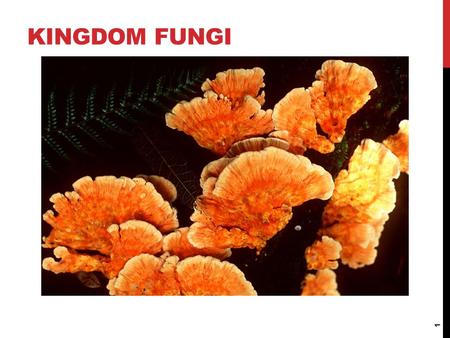 Kingdom Fungi.