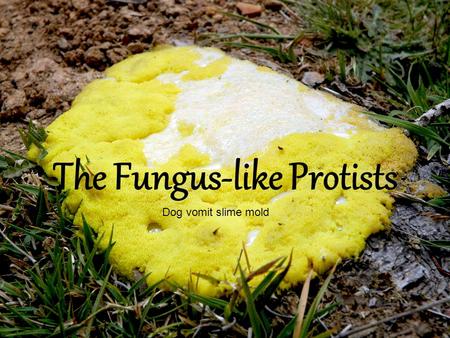 The Fungus-like Protists