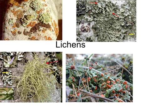 Lichens. Lichen An association of a fungus and a photosynthetic symbiont resulting in a stable vegetative body having a specific structure Unique entity.