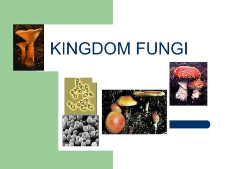 KINGDOM FUNGI.