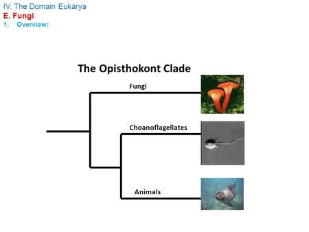 The Opisthokont Clade Fungi Choanoflagellates Animals IV. The Domain Eukarya E. Fungi 1. Overview: