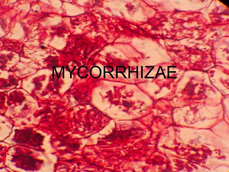 MYCORRHIZAE.