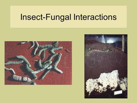 Insect-Fungal Interactions. Insects Kingdom: Animalia, Phylum: Arthropoda, Class: Insecta Six jointed legs, exoskeleton Apx 1 million described species.