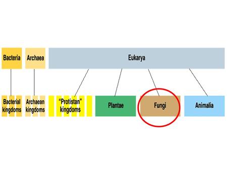 Eukaryotic cells Most are multi-celled Some are uni-cellular Heterotrophs Live in moist, warm areas Have Cell Walls FUNGI.