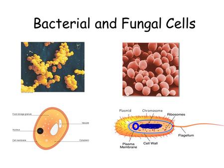 Bacterial and Fungal Cells Chromosome Plasmid. Task... Become an expert in bacteria or fungal cells by answering the following.. Produce a mini presentation.