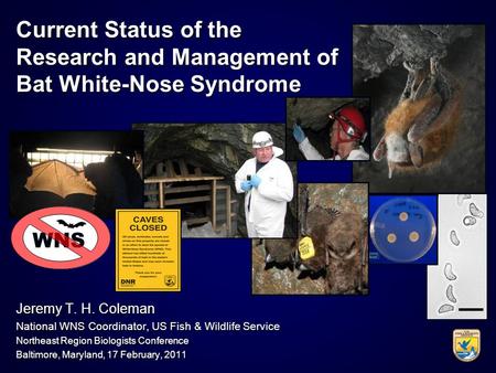 Current Status of the Research and Management of Bat White-Nose Syndrome Jeremy T. H. Coleman National WNS Coordinator, US Fish & Wildlife Service Northeast.