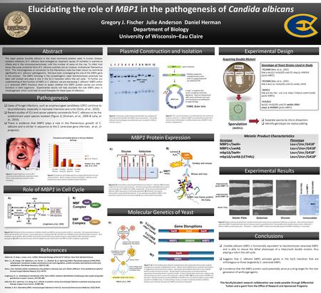 Elucidating the role of MBP1 in the pathogenesis of Candida albicans Gregory J. Fischer Julie Anderson Daniel Herman Department of Biology University of.