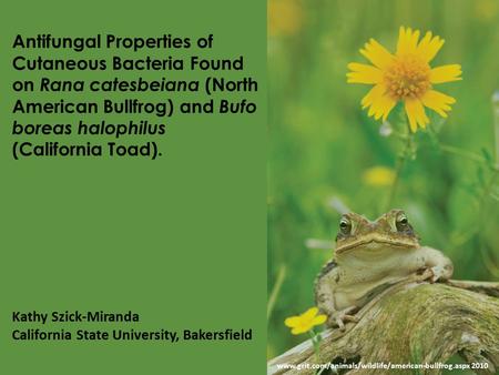 Www.grit.com/animals/wildlife/american-bullfrog.aspx 2010 Antifungal Properties of Cutaneous Bacteria Found on Rana catesbeiana (North American Bullfrog)