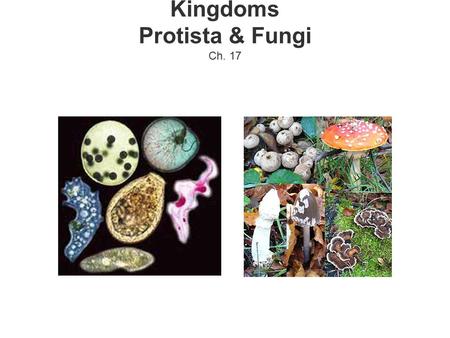 Kingdoms Protista & Fungi Ch. 17