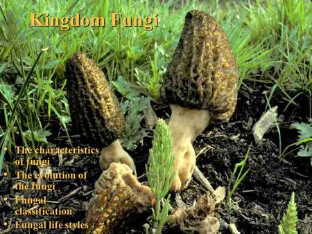 Kingdom Fungi The characteristics of fungi The evolution of the fungi