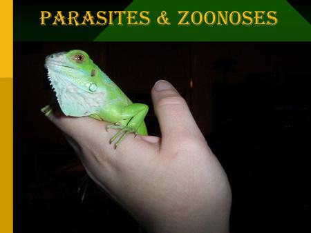 Parasites & Zoonoses Copyright 1996-98 © Dale Carnegie & Associates, Inc.