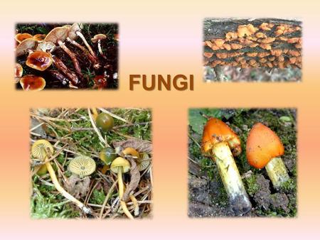 FUNGI.