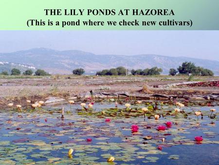 THE LILY PONDS AT HAZOREA (This is a pond where we check new cultivars)