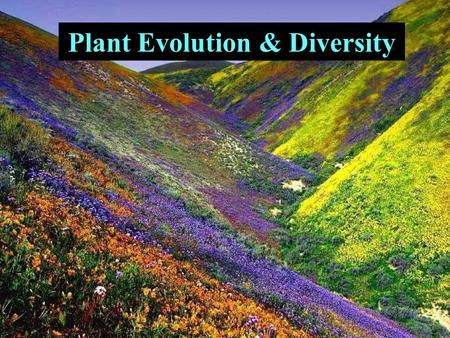 Plant Evolution & Diversity