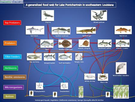 Microorganisms Phytoplankton Zooplankton Filter Feeders Rangia clam Bottom Striped mullet Submerged Aquatic Vegetation (Vallisneria americana), Sponge.