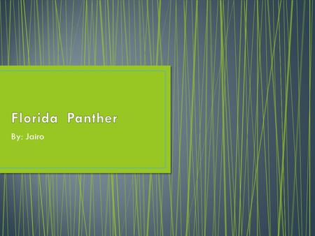 By: Jairo. The Florida panther can weigh up to 130 lbs. Their length is up to 7 ft. The color of a panther is tawny brown, and white. Females can weigh.