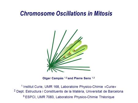 Chromosome Oscillations in Mitosis Otger Campàs 1,2 and Pierre Sens 1,3 1 Institut Curie, UMR 168, Laboratoire Physico-Chimie «Curie» 2 Dept. Estructura.