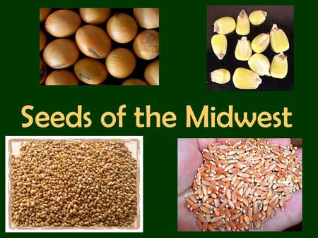 Seeds of the Midwest.