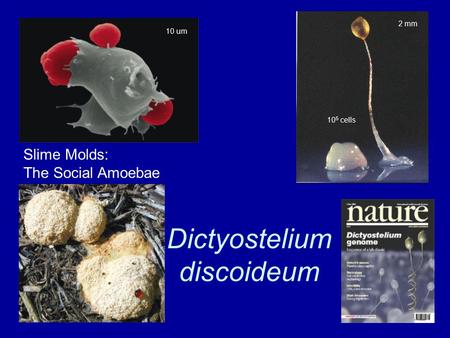 Dictyostelium discoideum Slime Molds: The Social Amoebae 10 um 2 mm 10 5 cells.