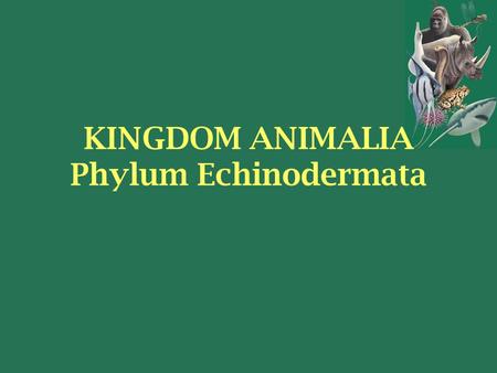 KINGDOM ANIMALIA Phylum Echinodermata. Members of the Phylum Echinodermata Date back 570 million years ago 13,000 fossil species Only 7,000 species today.