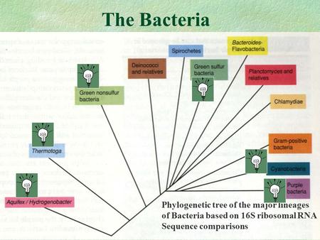 The Bacteria Phylogenetic tree of the major lineages of Bacteria based on 16S ribosomal RNA Sequence comparisons.