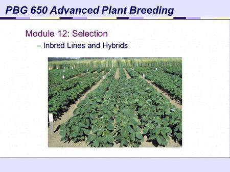 PBG 650 Advanced Plant Breeding