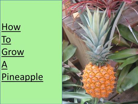 How To Grow A Pineapple. Step 1: Buy a mature fresh pineapple.