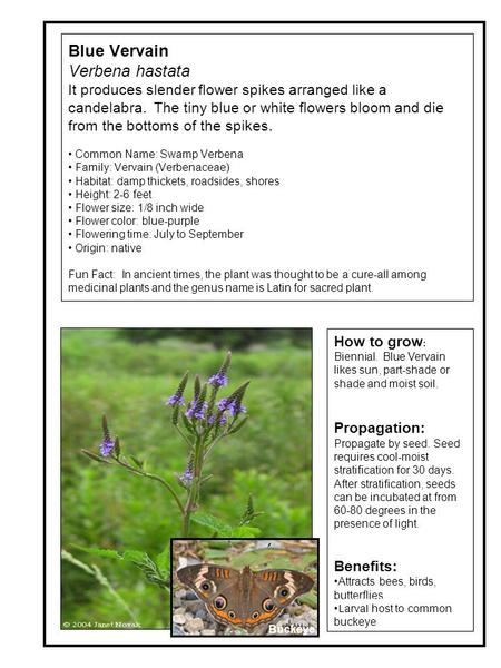 Blue Vervain Verbena hastata It produces slender flower spikes arranged like a candelabra. The tiny blue or white flowers bloom and die from the bottoms.