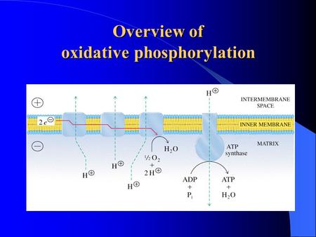 Overview of oxidative phosphorylation