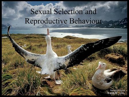 Sexual Selection and Reproductive Behaviour. Sex is the queen of problems in evolutionary biology. Perhaps no other natural phenomenon has aroused so.