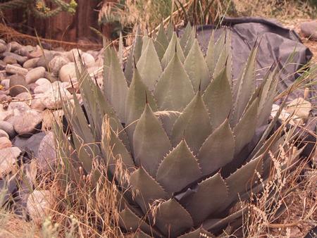 Desert Agave Agave deserti Desert mountains— Agave is found in the high mountains of the Chihuahuan desert in Mexico and the southern US.