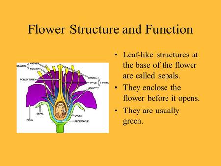 Flower Structure and Function