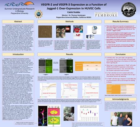 VEGFR-2 and VEGFR-3 Expression as a Function of Jagged-1 Over-Expression in HUVEC Cells Caleb Stubbs Mentor: Dr. Thomas Vandergon Pepperdine University.