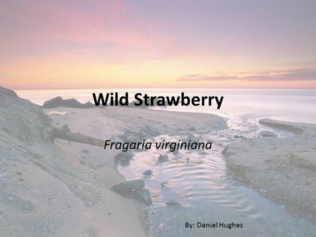 Wild Strawberry Fragaria virginiana By: Daniel Hughes.