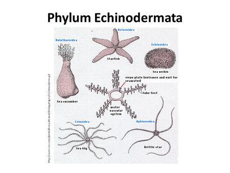 Phylum Echinodermata