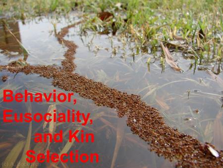 Behavior, Eusociality, and Kin Selection. OLD: Today: Behaviors Vary.