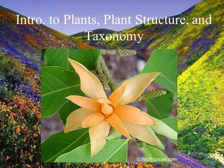 Intro. to Plants, Plant Structure, and Taxonomy. I. Why do we love plants? What makes them so special?