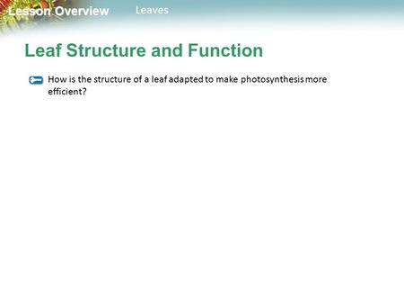 Leaf Structure and Function