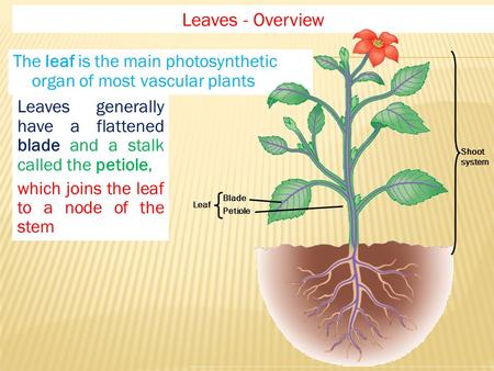 Leaves - Overview Shoot system Leaf Blade Petiole