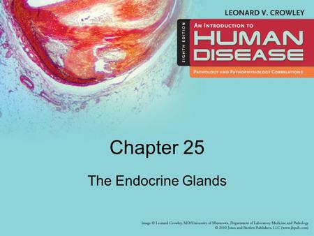 Chapter 25 The Endocrine Glands.