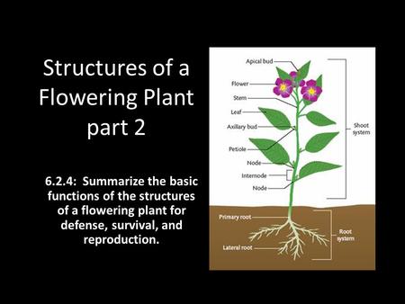 Structures of a Flowering Plant part 2